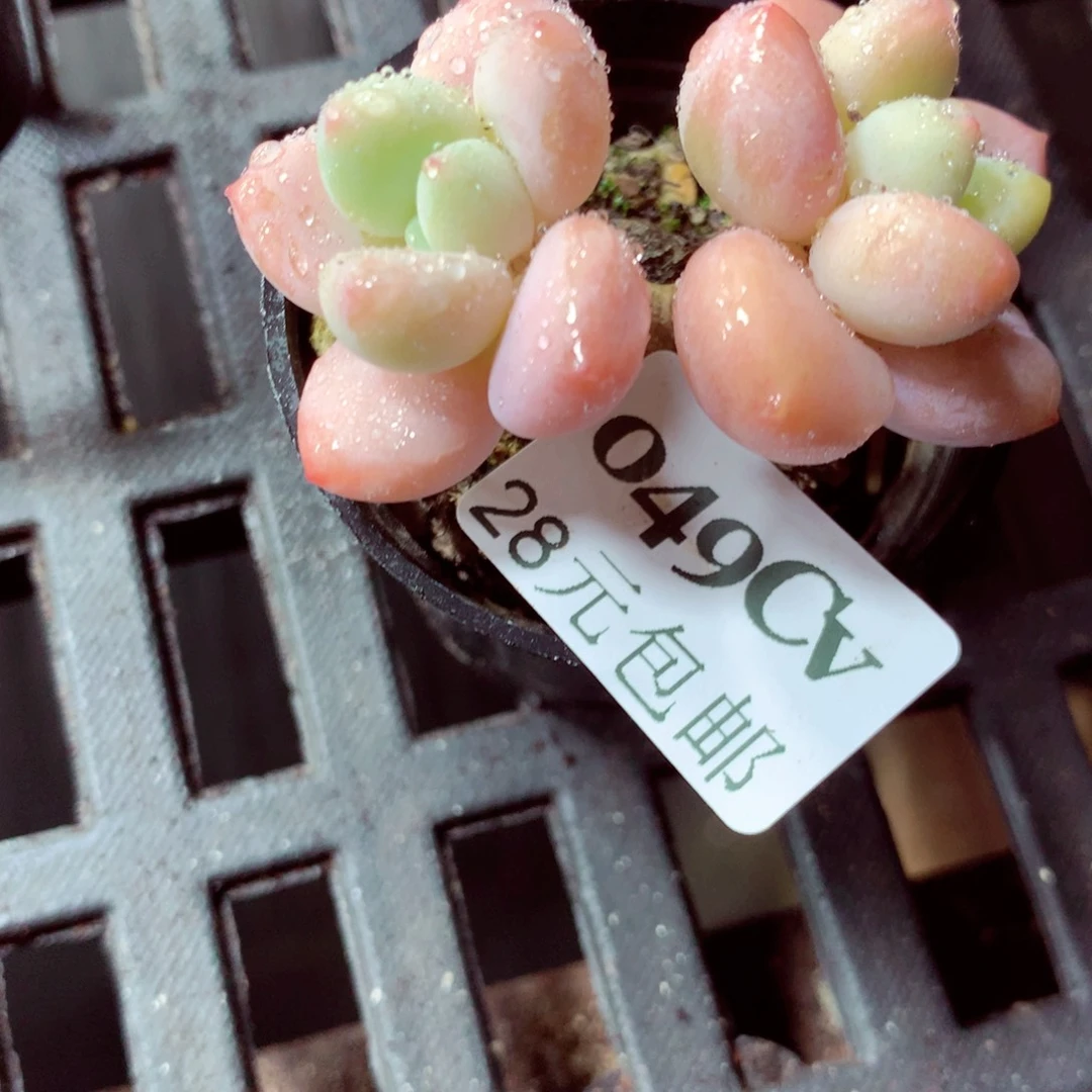 5厘米盆精控多肉049