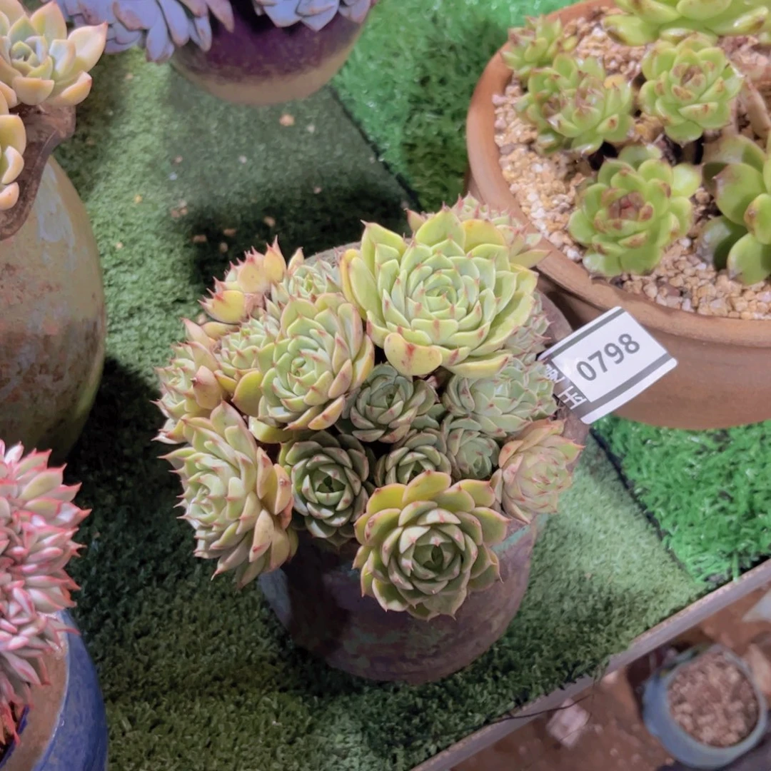 笨吧多肉植物0798