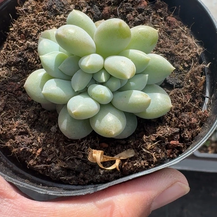 黄胖体 哥特 缀化 一物一拍