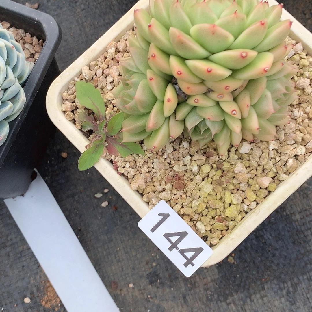 144 一物一拍多肉