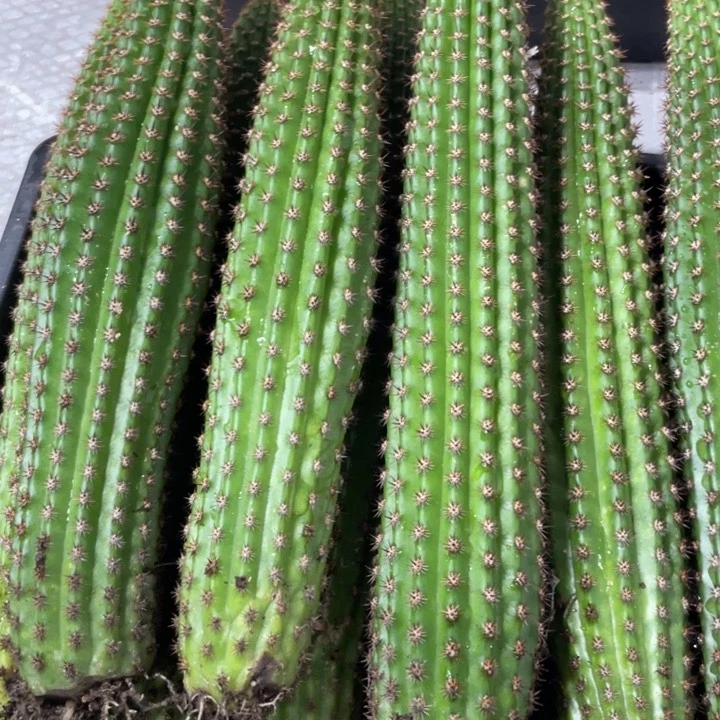 自根卡布奇诺金妞保20起