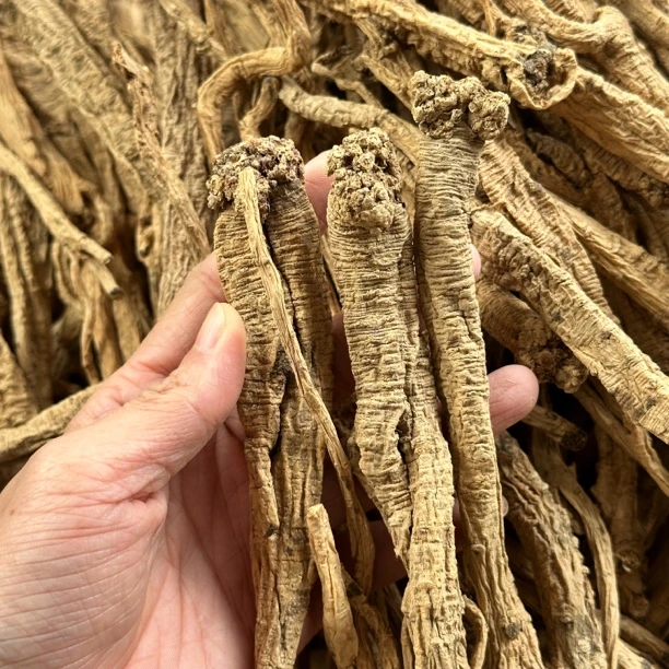 甘肃 现收党参 煮水炖汤