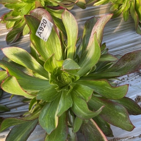 多肉植物魅影七彩