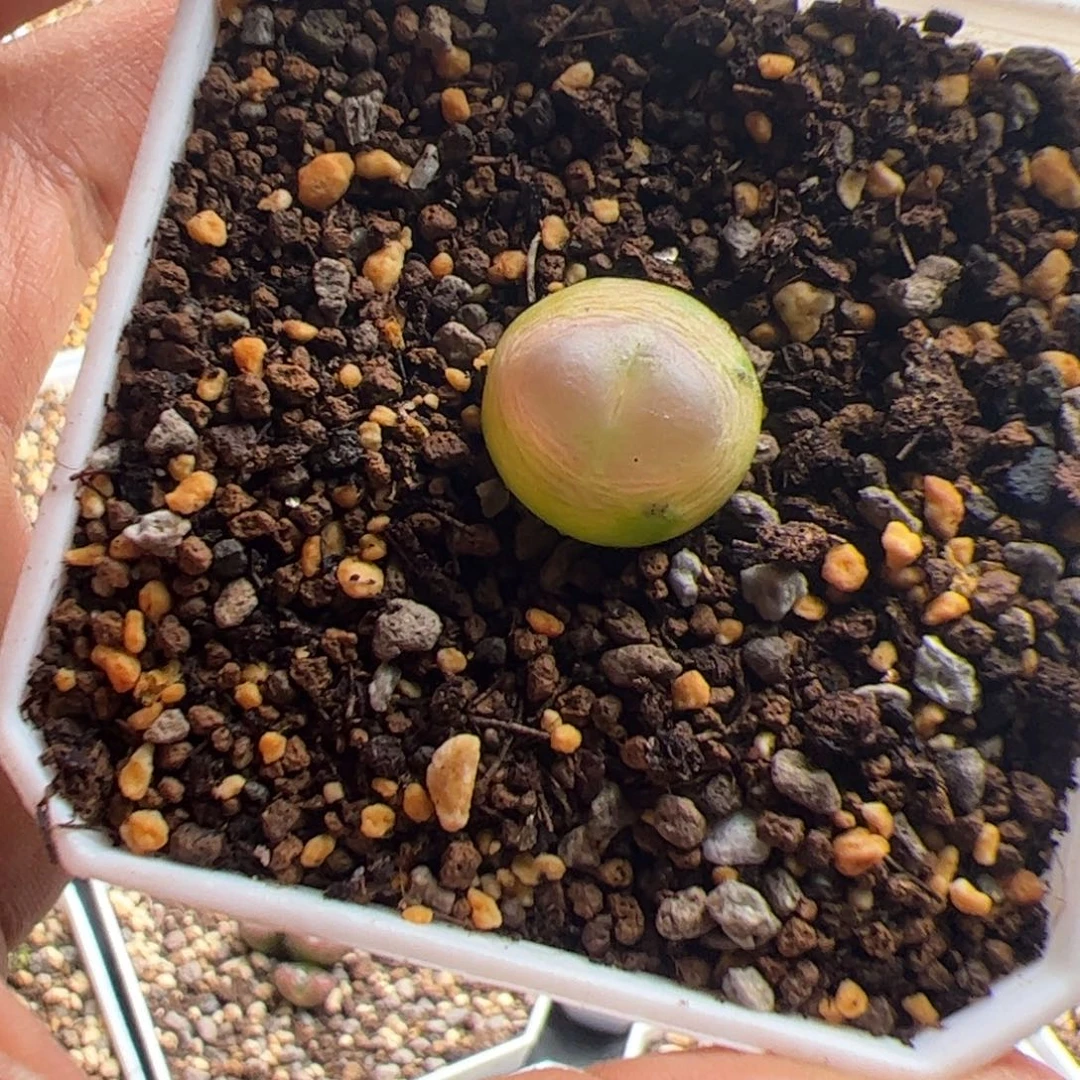 12.11拉登1.8多肉植物82