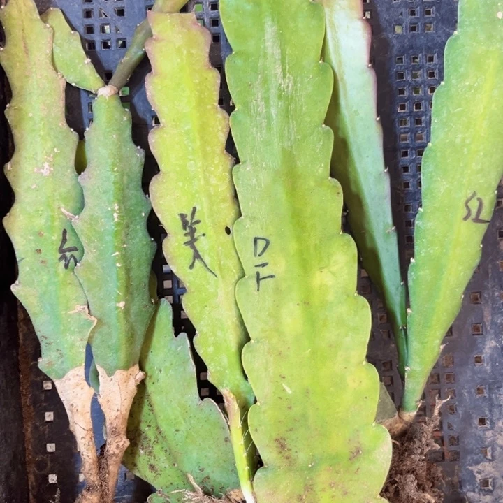 当前无花栽培后可以开花20