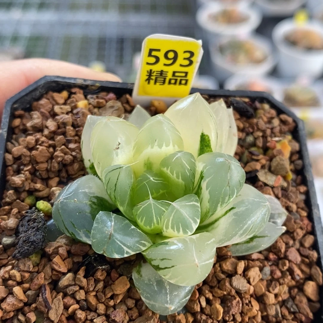 593号水晶x冰川后翻糊斑