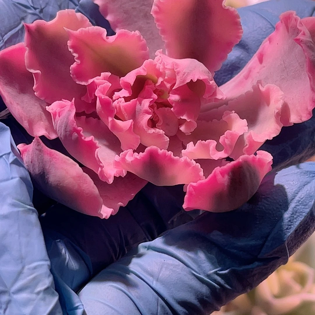 尚品园艺福利晚霞之舞锦头盖