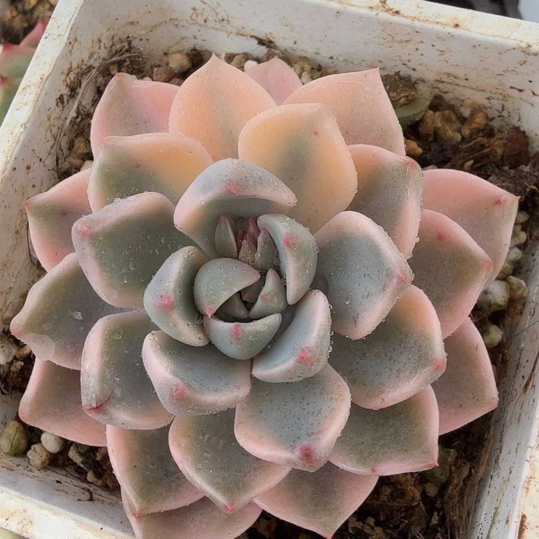 红粉佳人锦，多肉植物