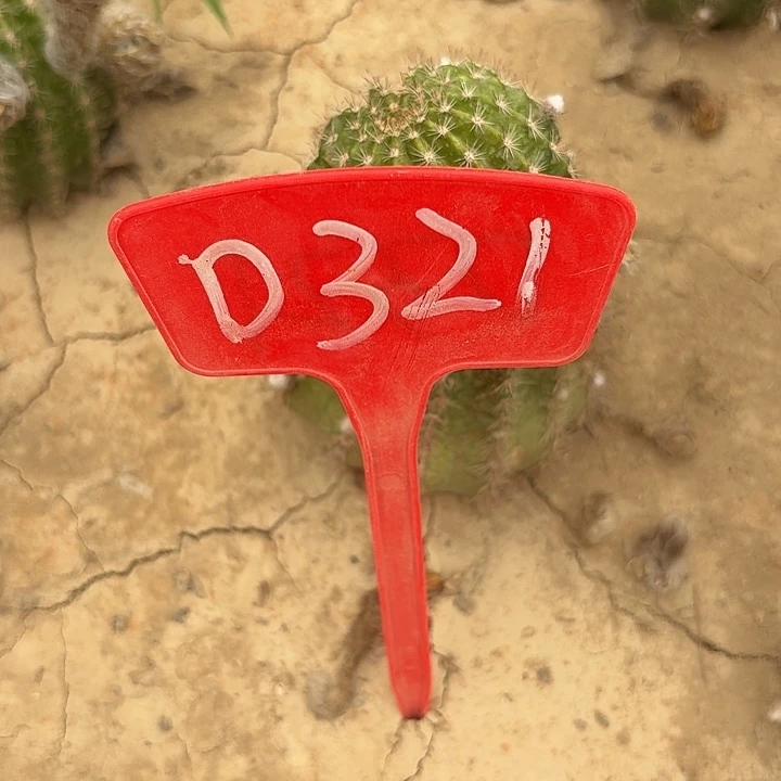 蹦****蹬D321,cc141,黄金刚一颗