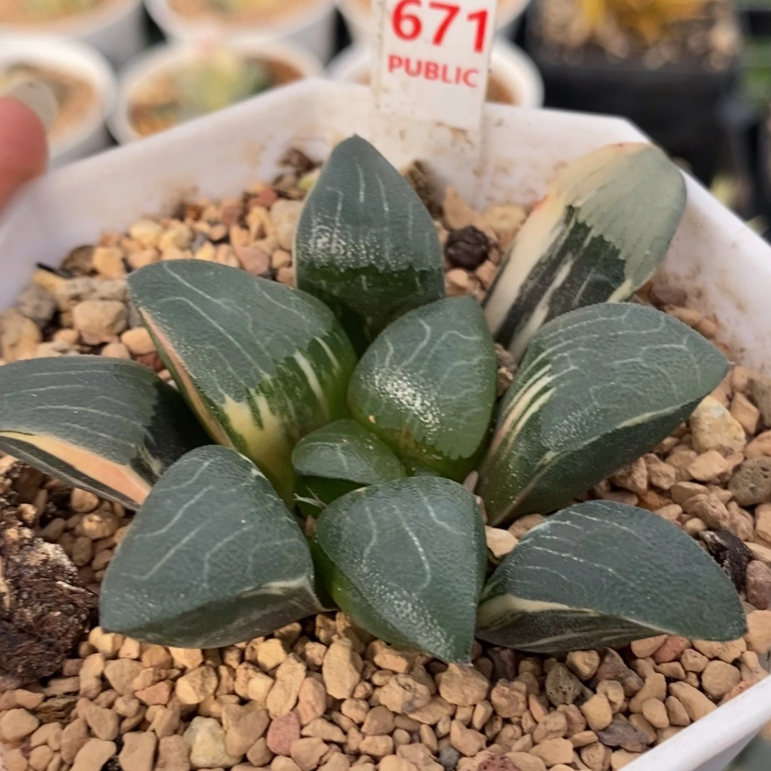 671和田玉克锦一物一拍