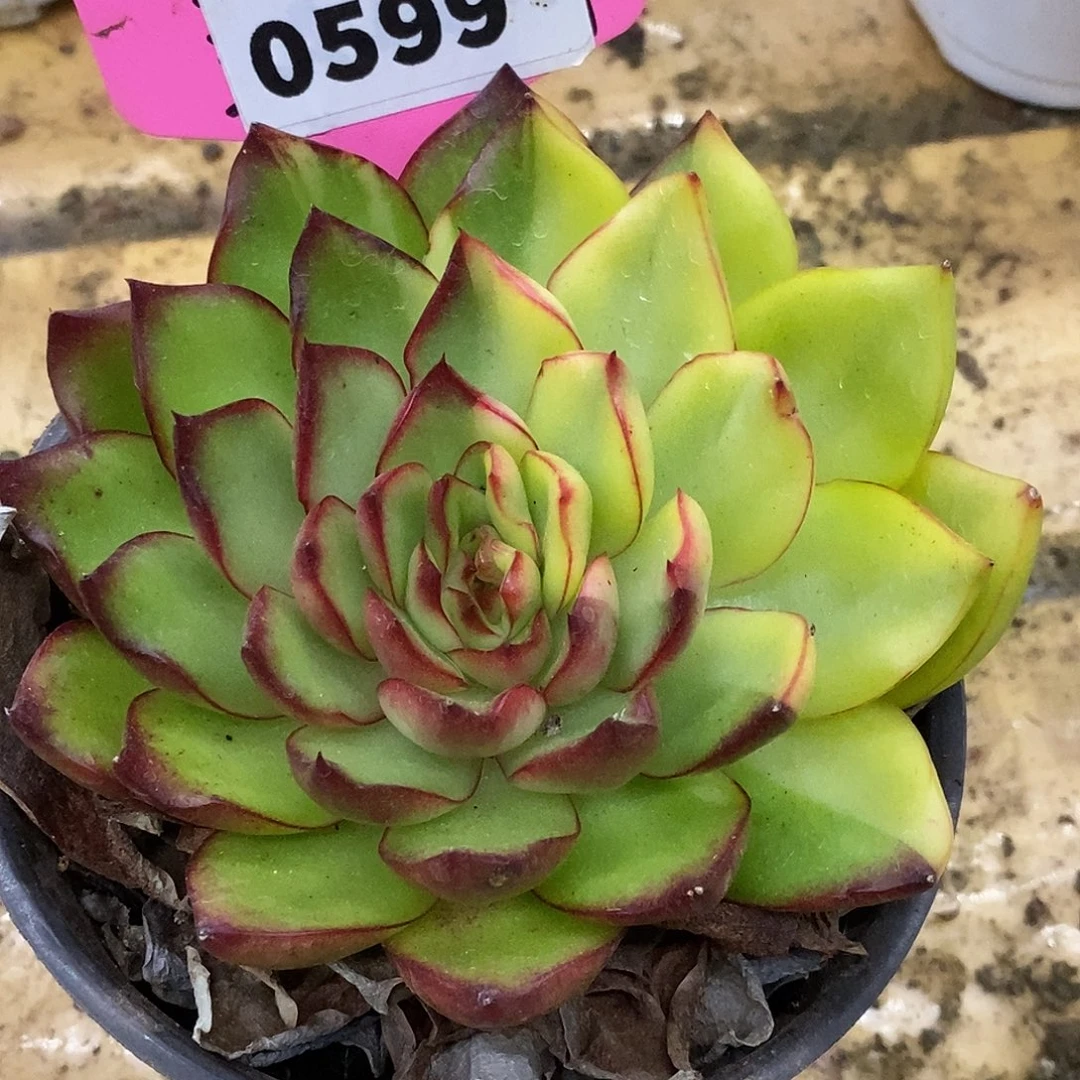 599保利安娜哈哈哈哈哈