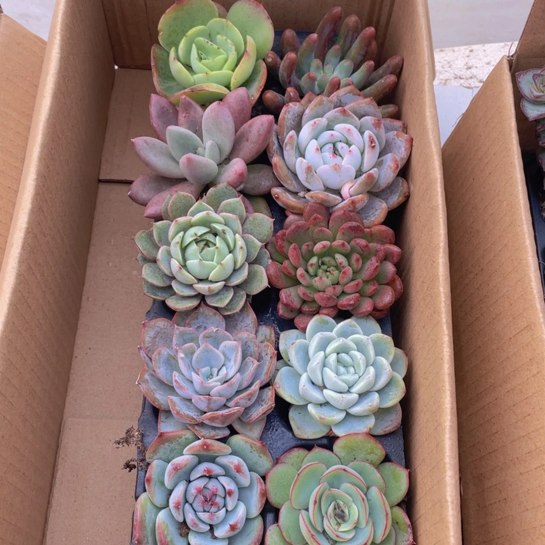 10颗-1号约4-6厘米