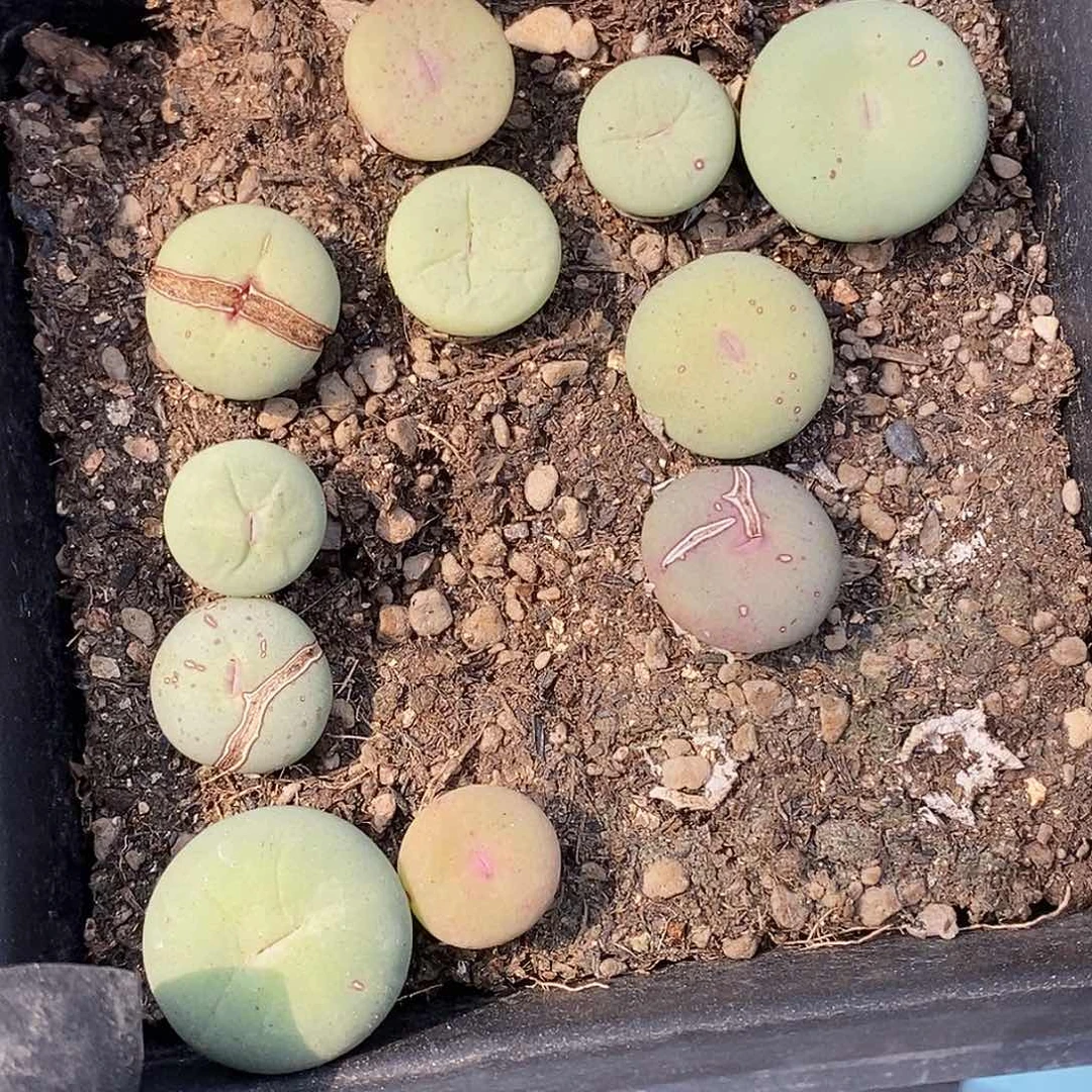 桃喜花园0330-35嘴一盒