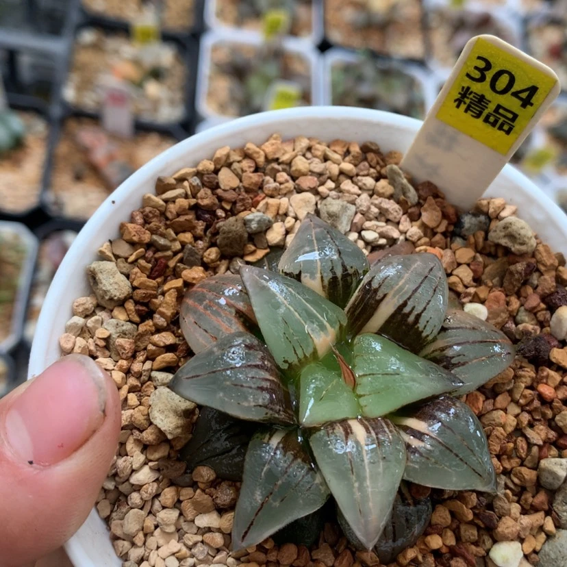 【闪购商品】3 04红纹寿多肉