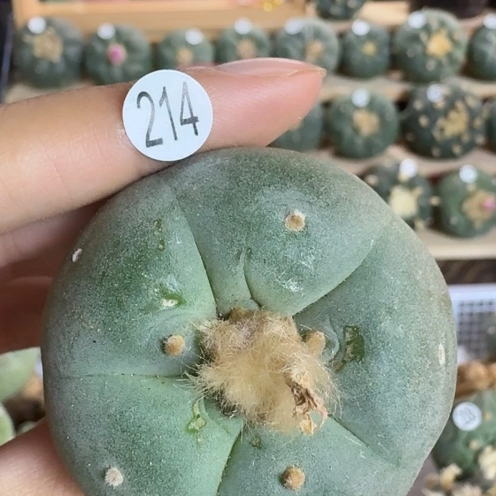 214福利五棱园艺观赏植物