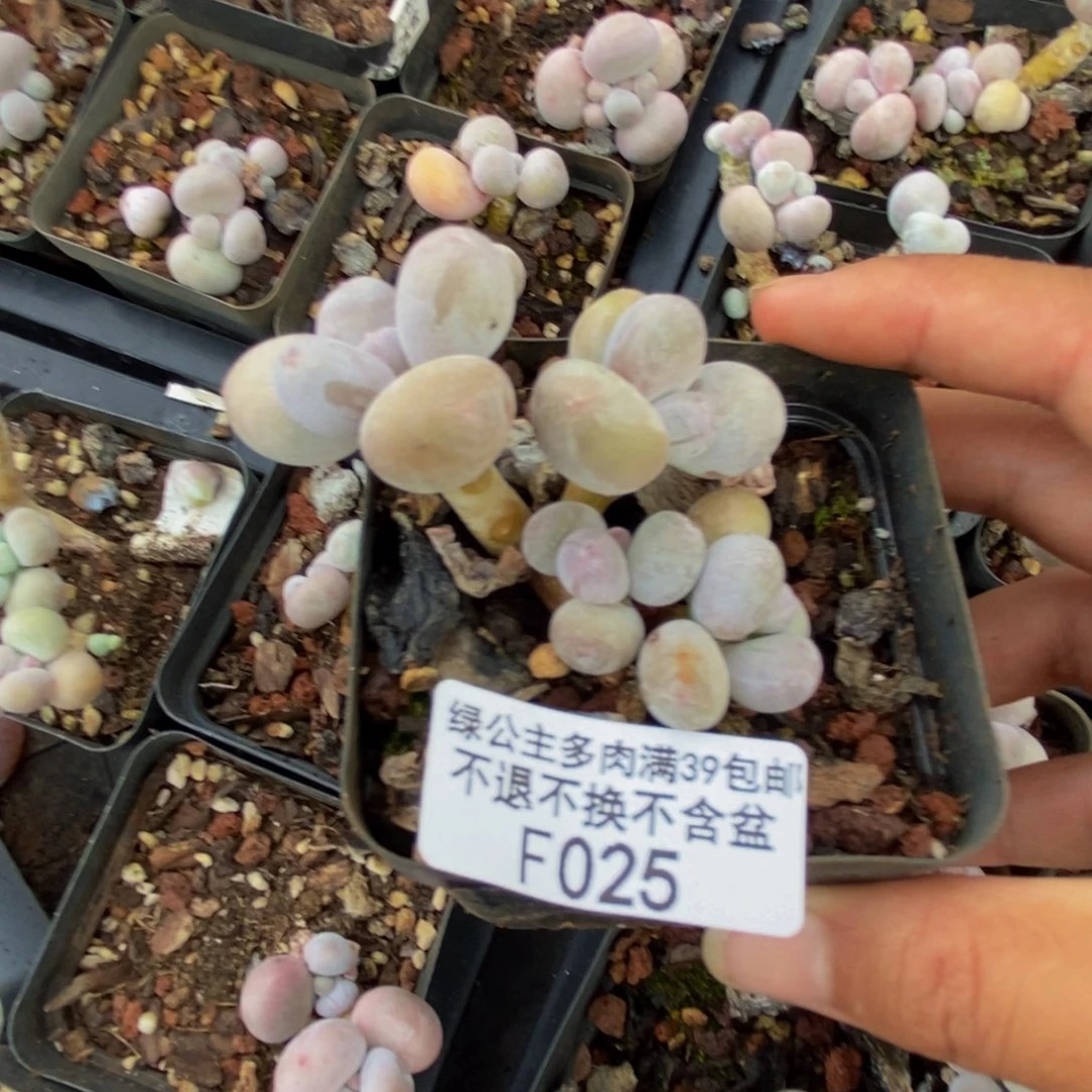 025蛋黄奶多肉5cm