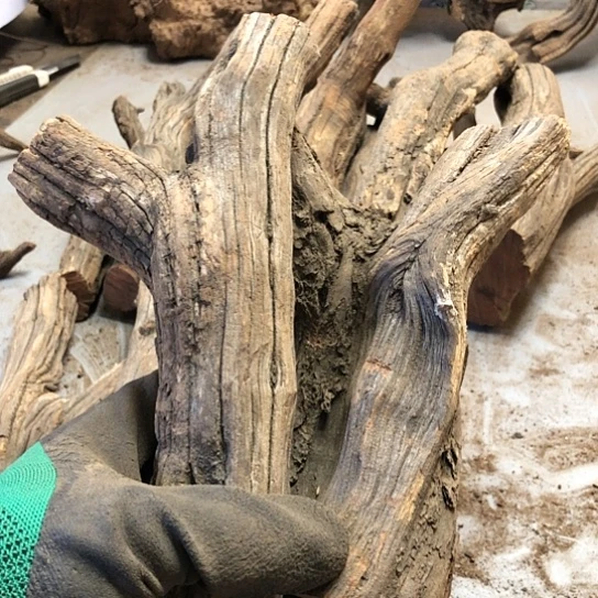 大果紫檀（缅甸花梨）缤****哥