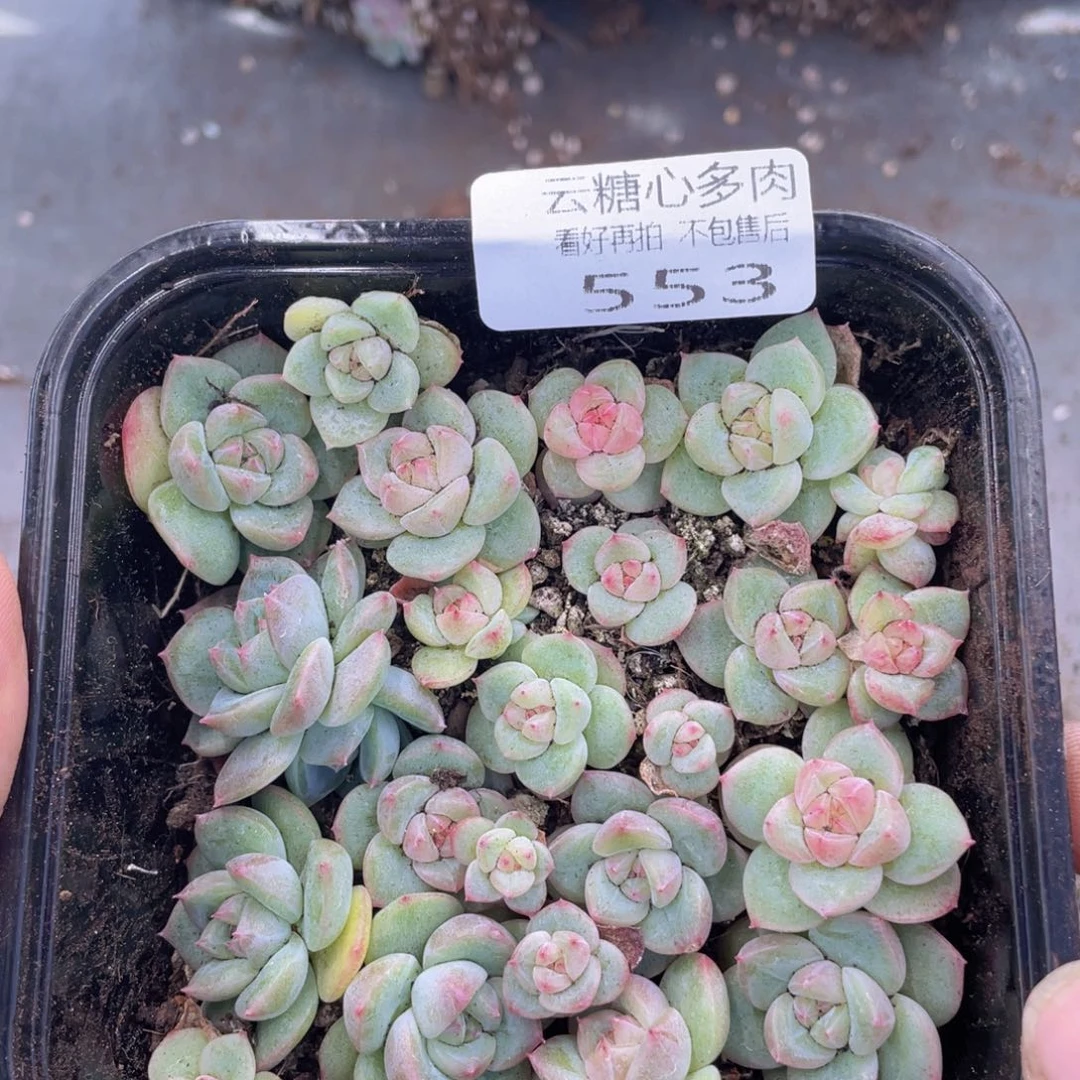 云糖心多肉植物553