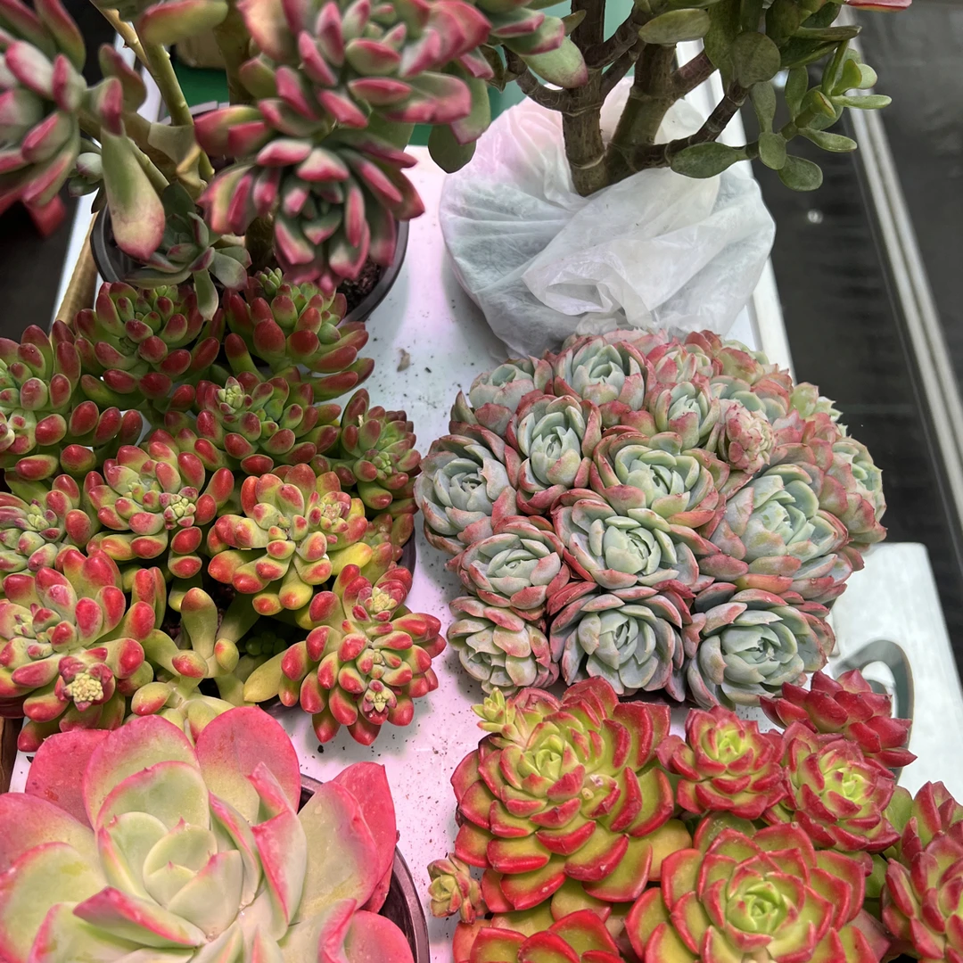 精品多肉组合带盆带土基地直发新手好养室内外植物