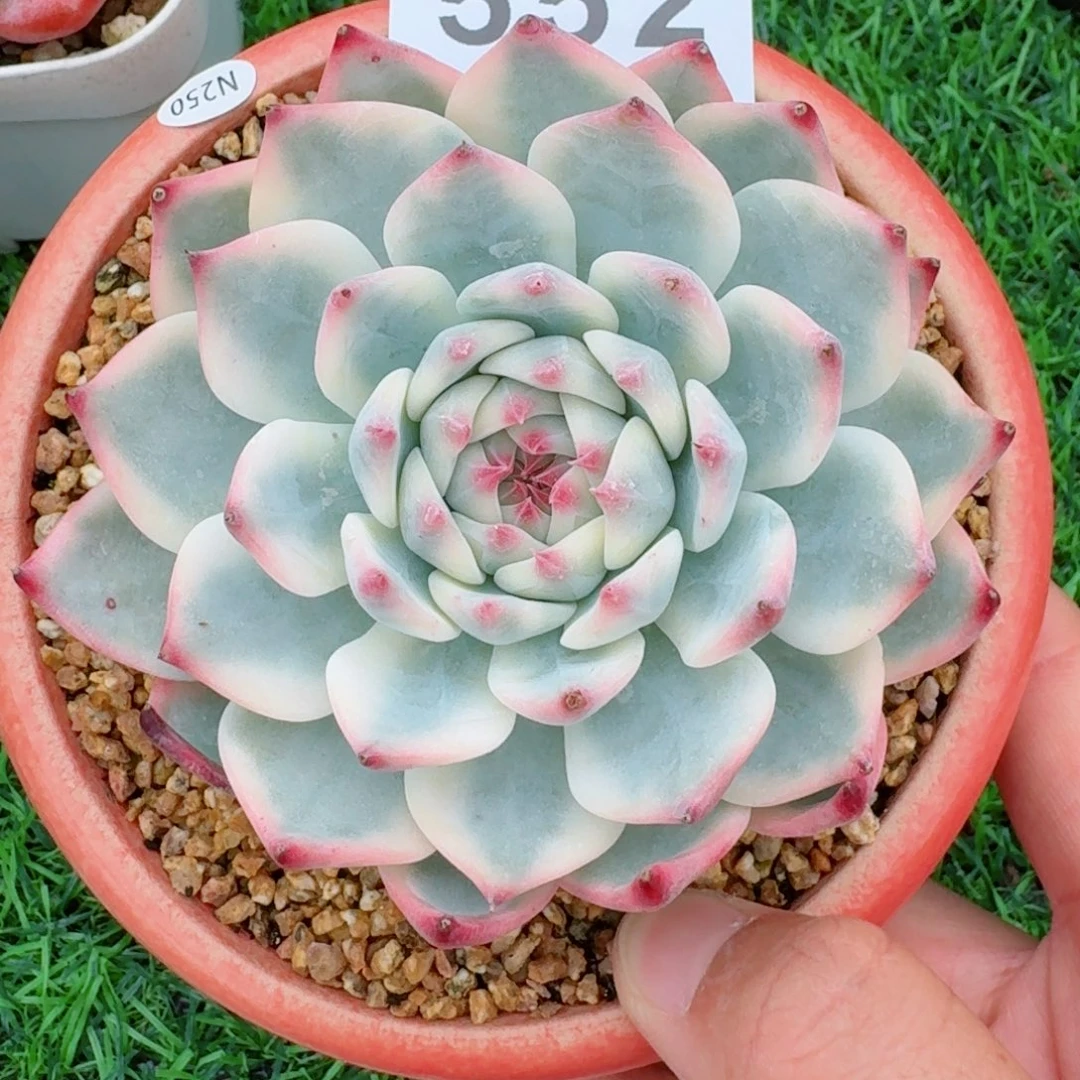 吉娃娃锦            精美多肉植物