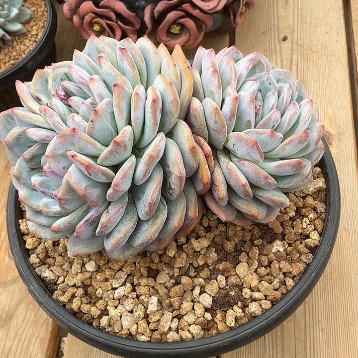 王*九橙子一物一拍