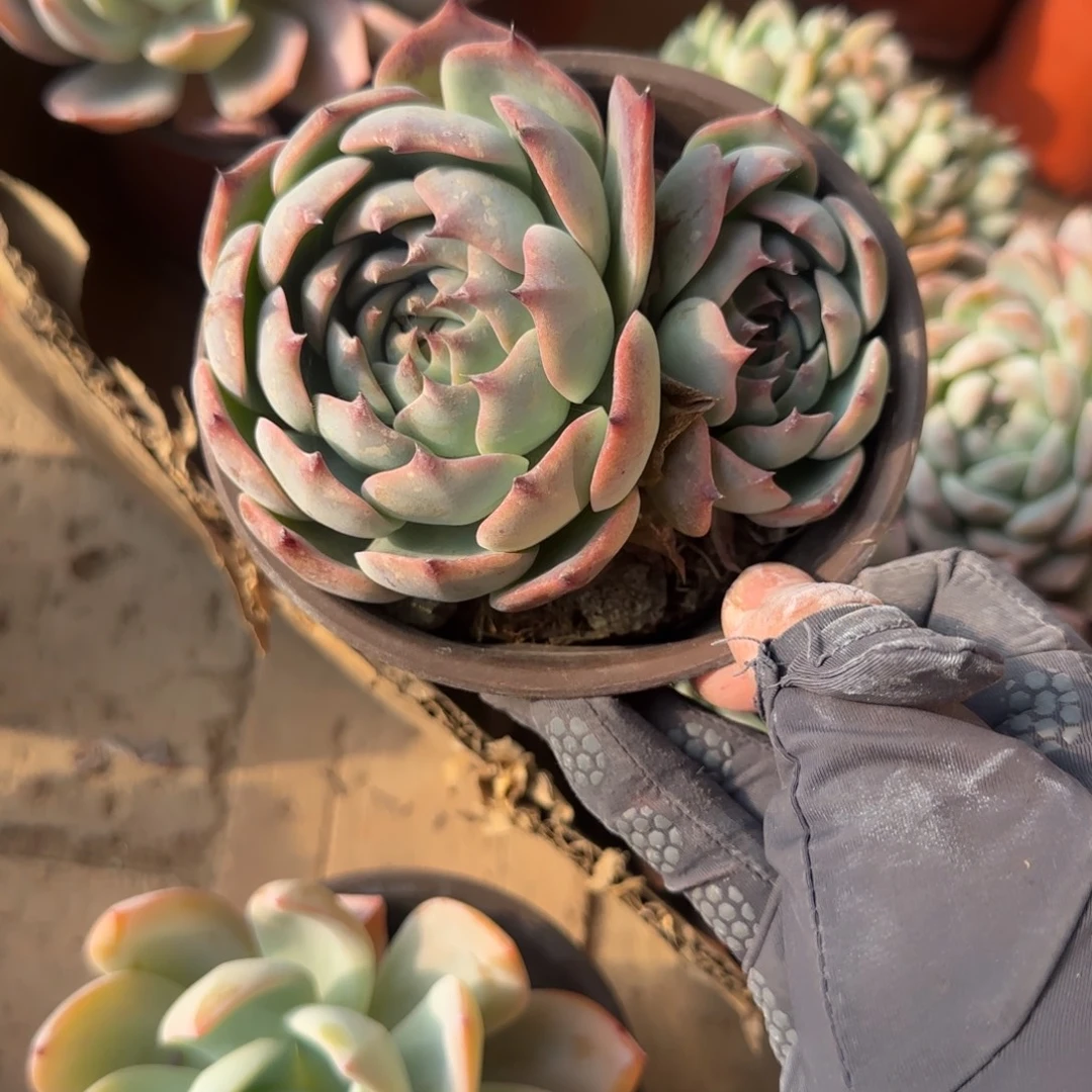 无花朵吉娃娃双头