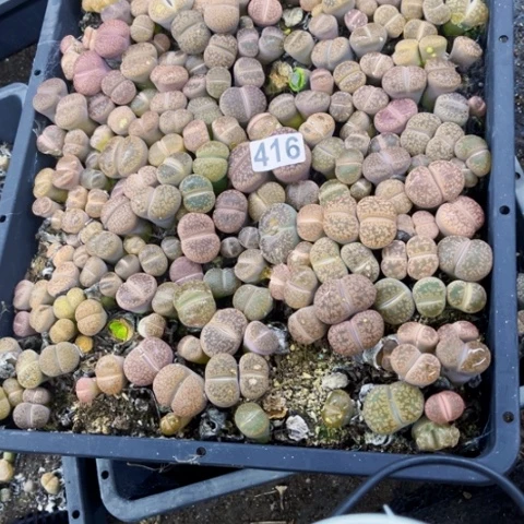 416 生石花大筐一物一图如图