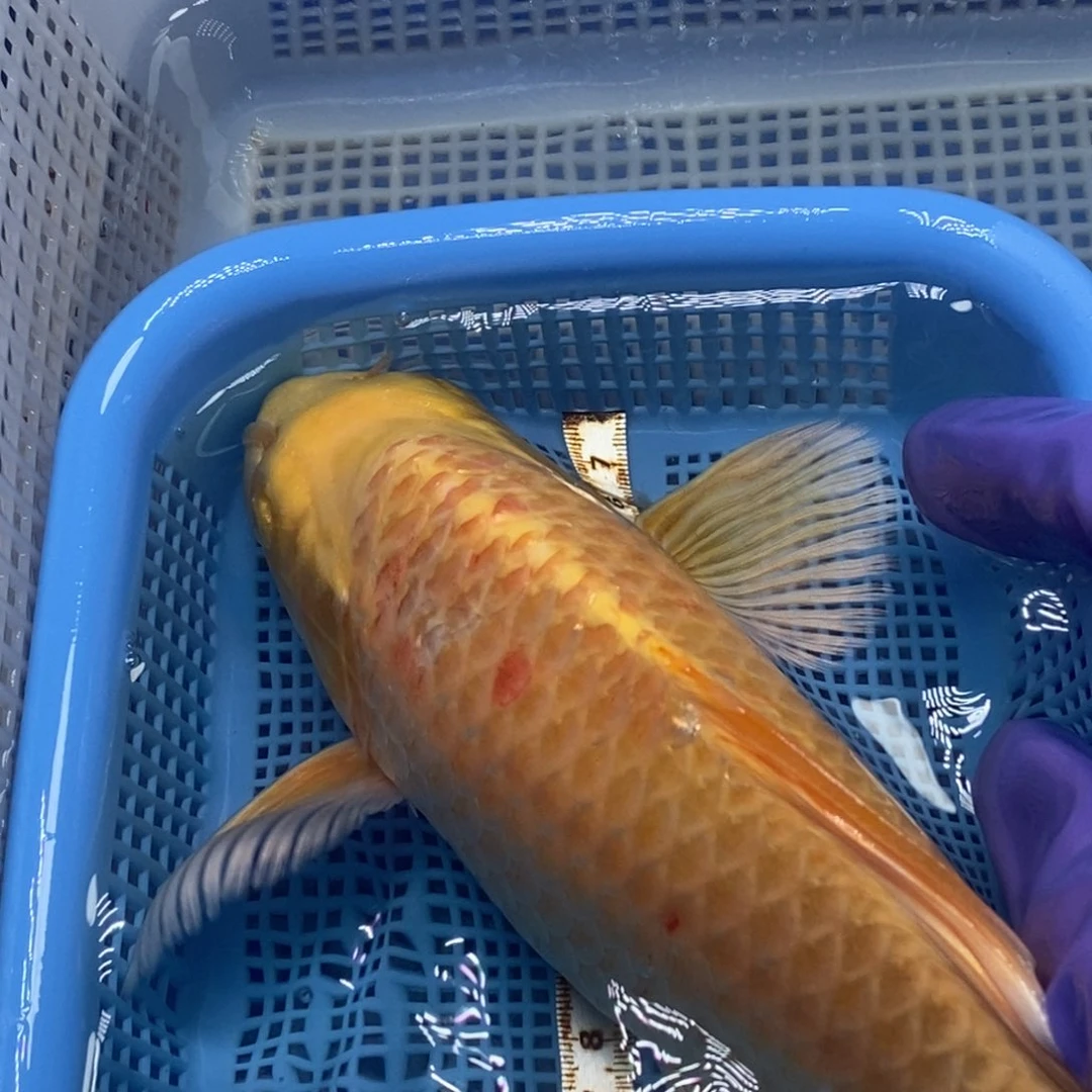 锦鲤冷水锦鲤包邮