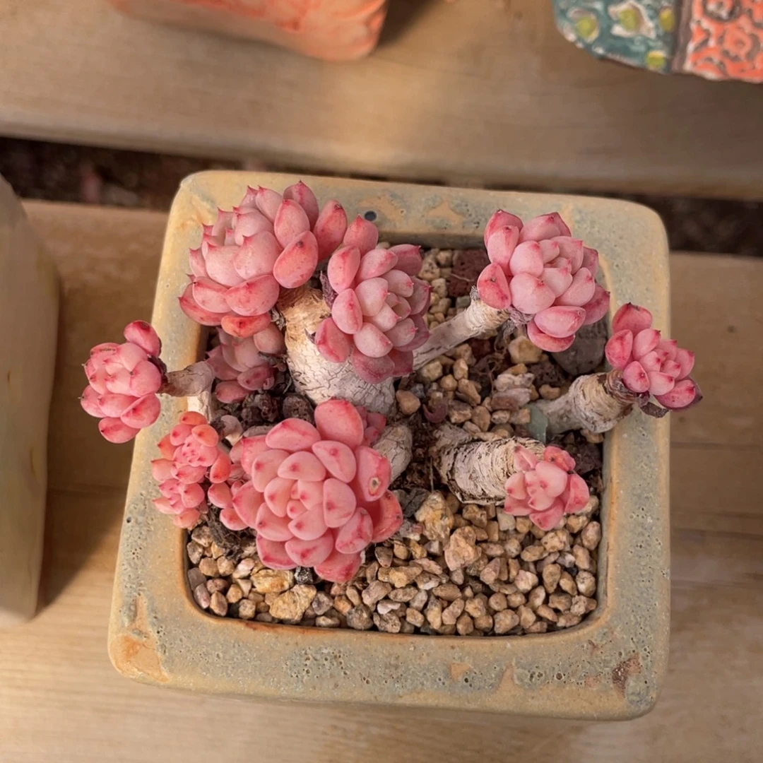 丸叶可爱泡泡老桩