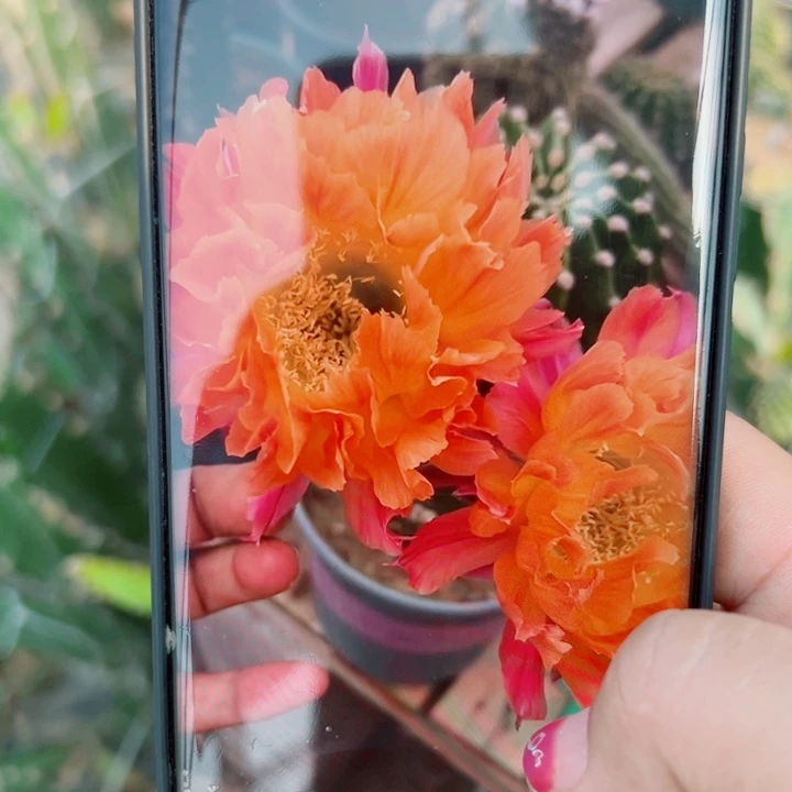 56彩草江南13歪无根侧芽4公分左右20包邮