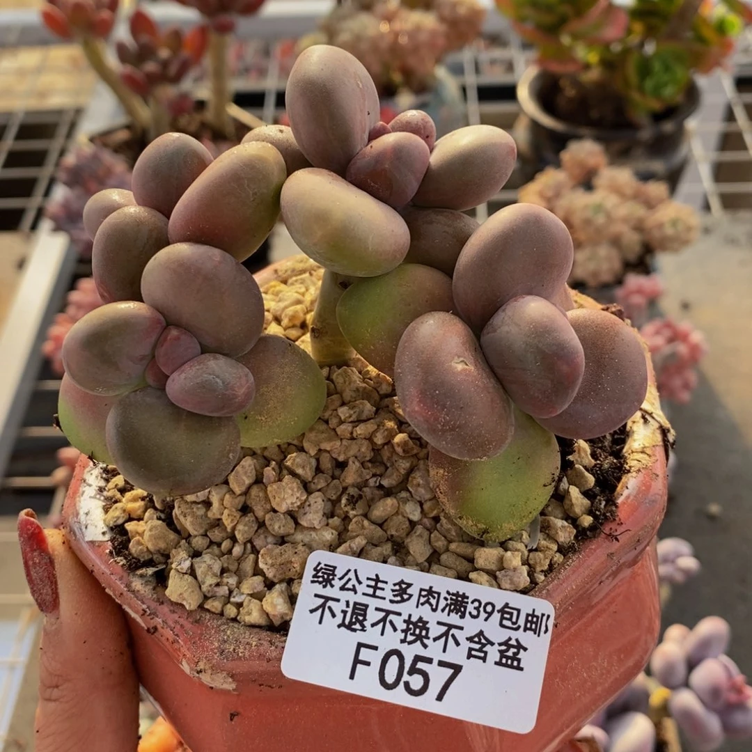 芒果奶金蟾kk奶957/8c m