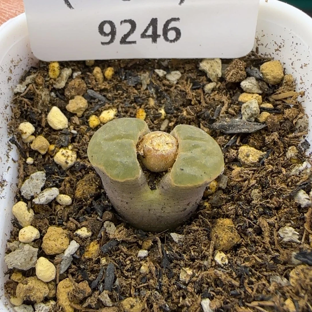 9246。默认脱土。18包邮。偏远88包邮