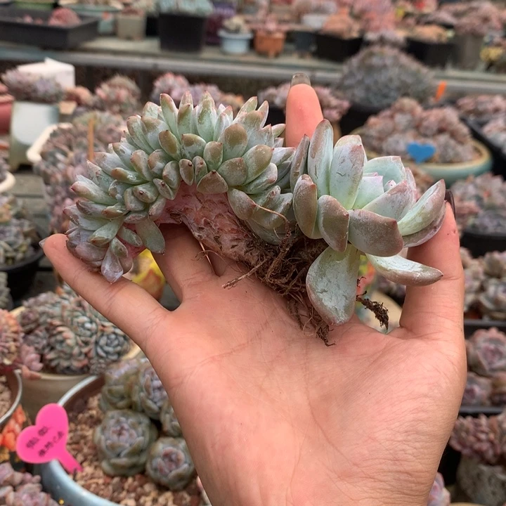 板子缀带朵石榴籽