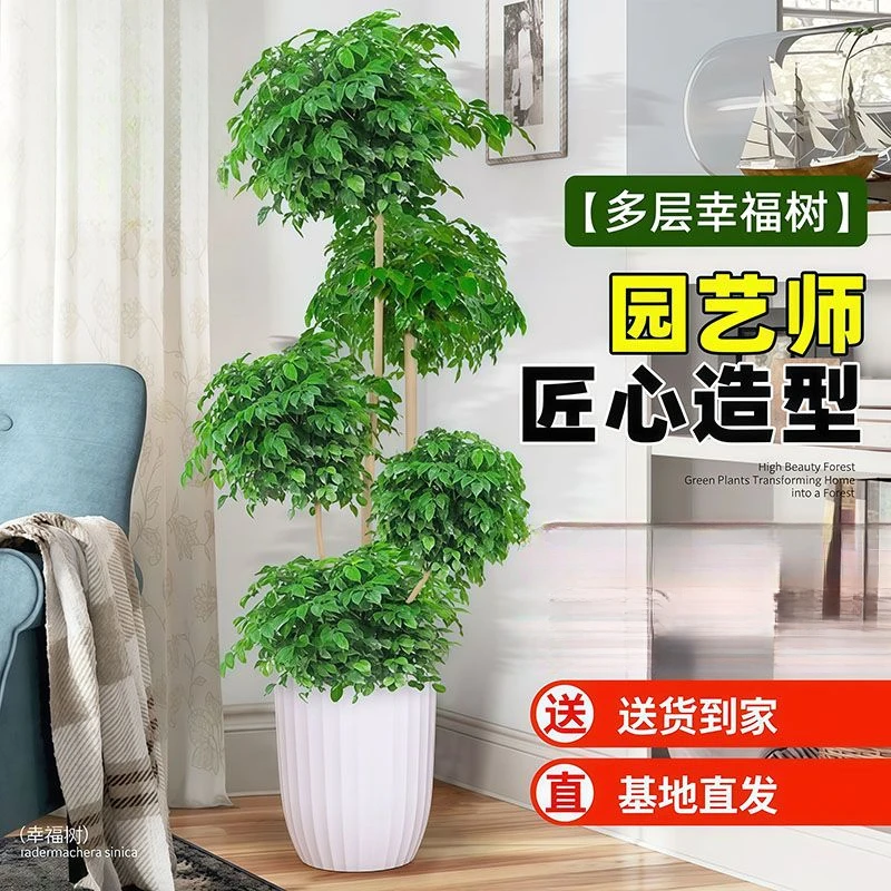 五层幸福树盆栽植物办公室内客厅吸甲醛公司绿植大型乔迁送礼绿宝