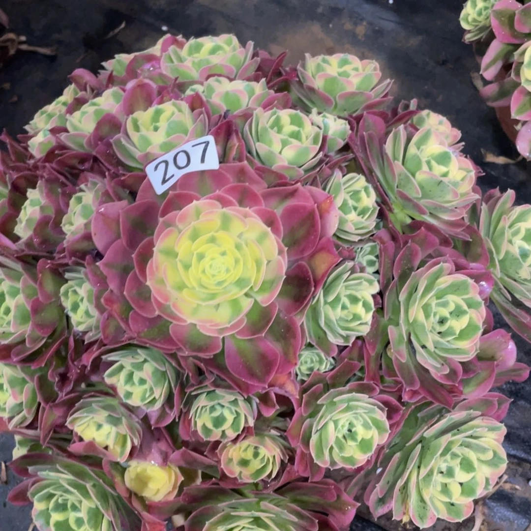 金*207白凤11111多肉