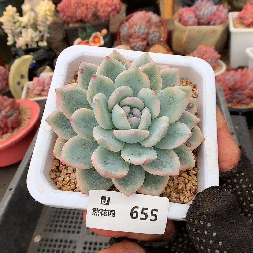 655梦露锦多肉植物6633