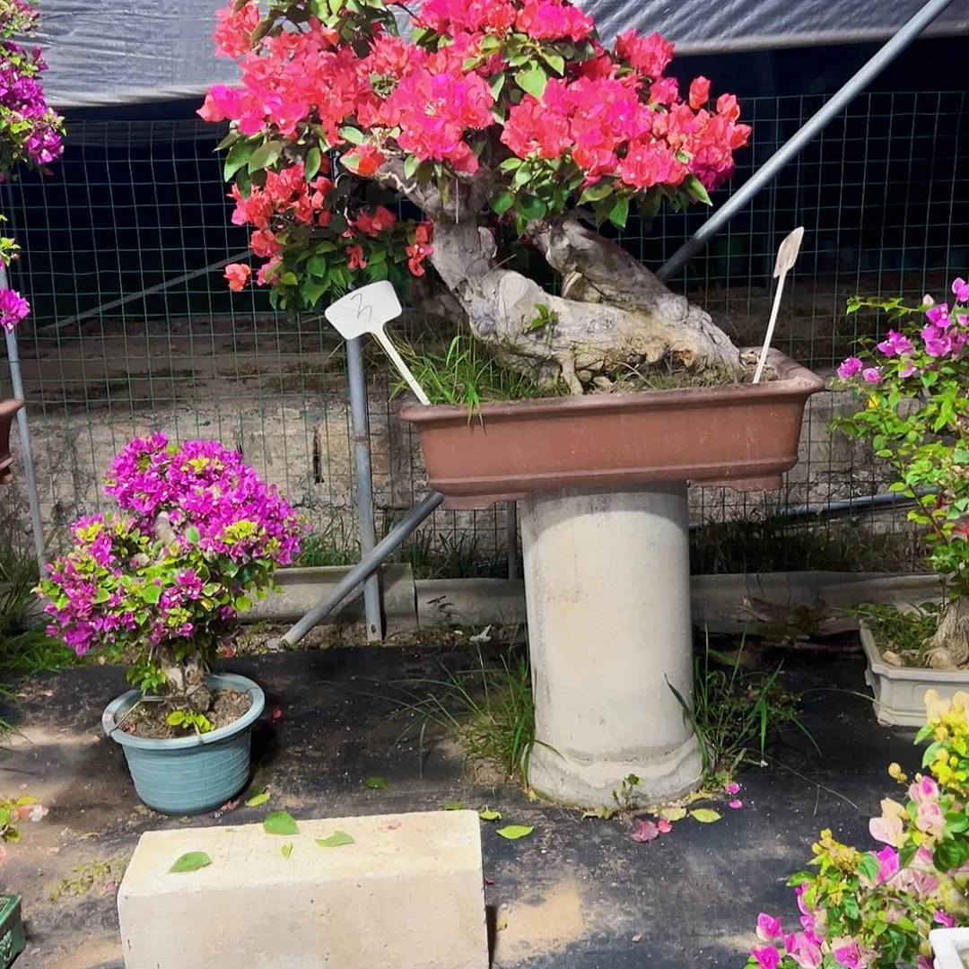 福***哥无花朵同安红三角梅盆景