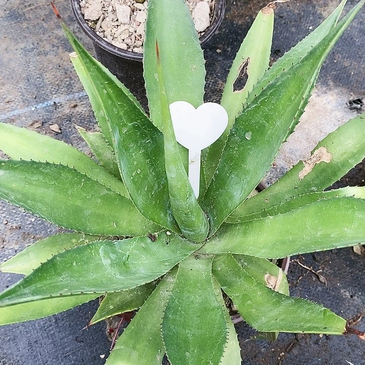 【闪购商品】无花朵龙舌兰查本斯 三单包邮