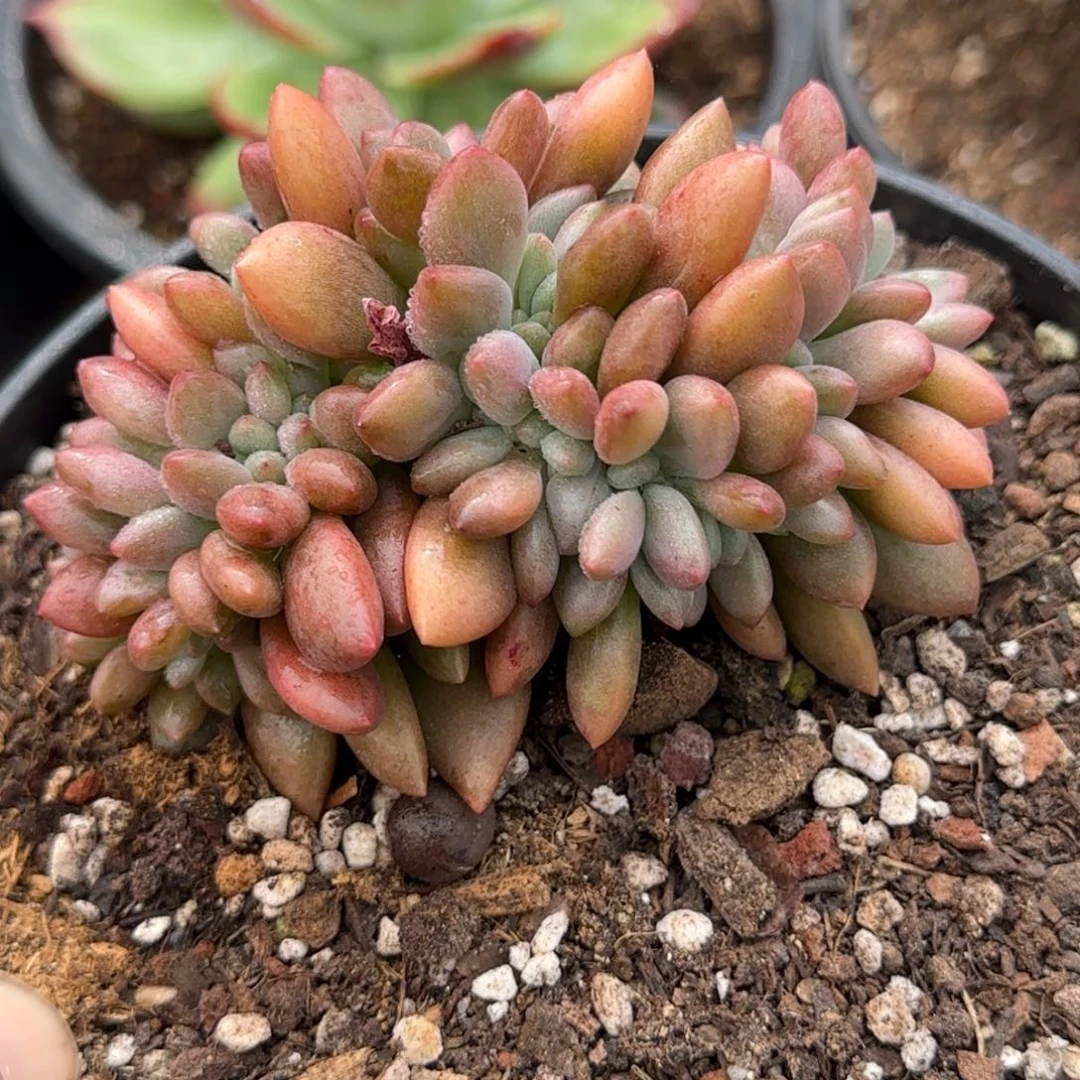 桃花源缀多肉植物和