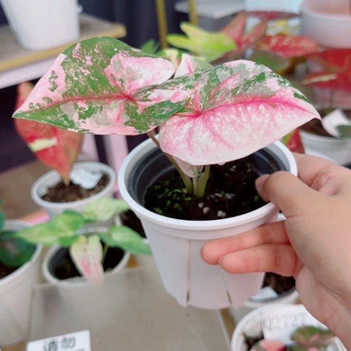 无花朵泰彩1730..