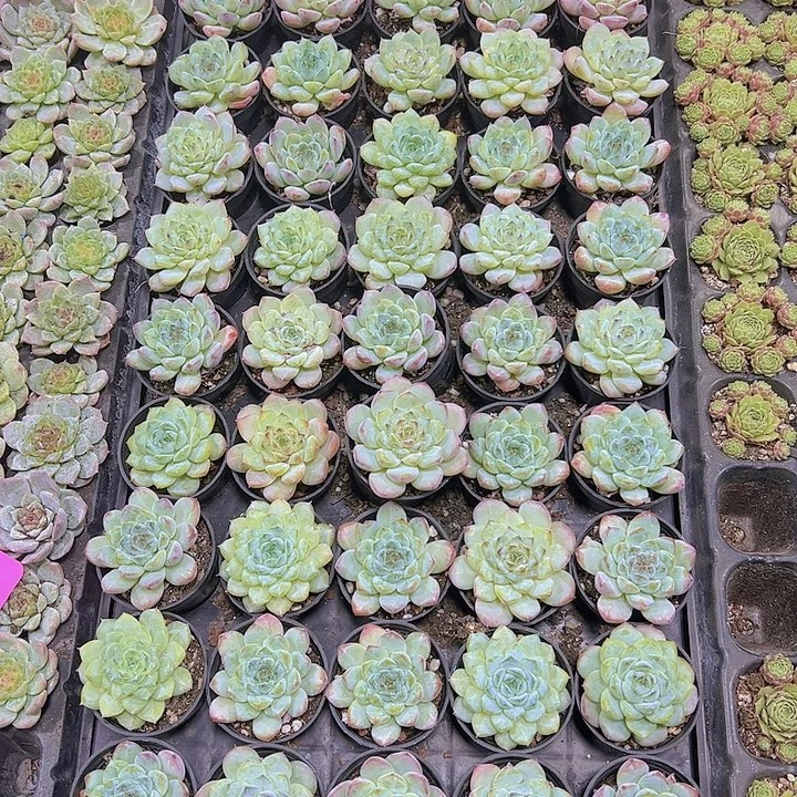 冰葡萄2盆19包邮多肉植物