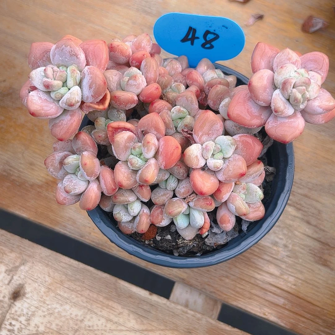 苏***酥洛神48号一物一拍