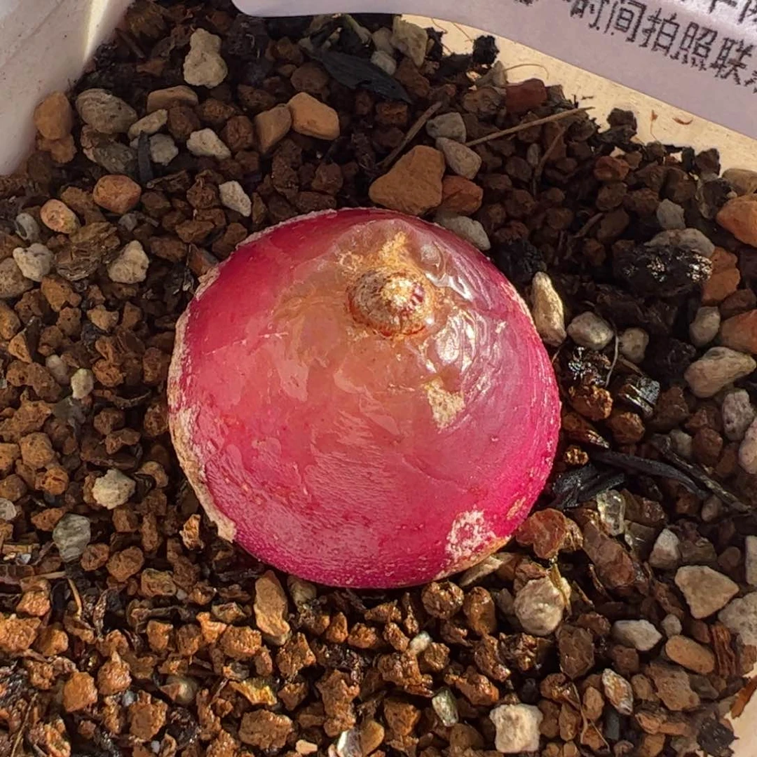 8.6多肉植物百科