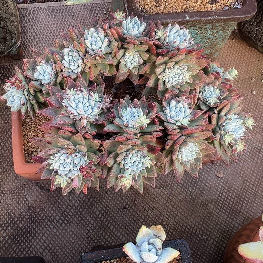 7692白雪仙女杯多肉