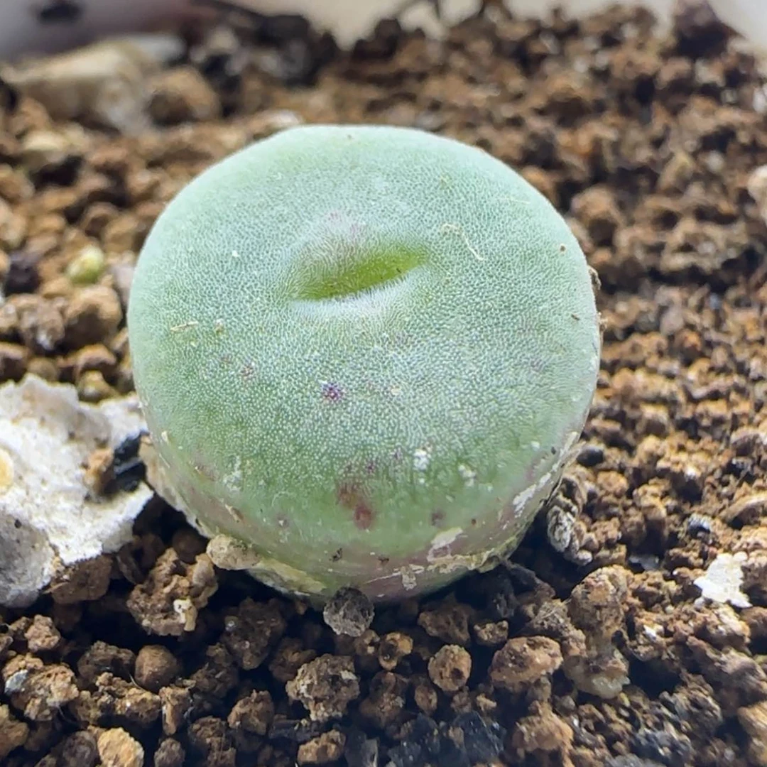 【闪购商品】?****U22045