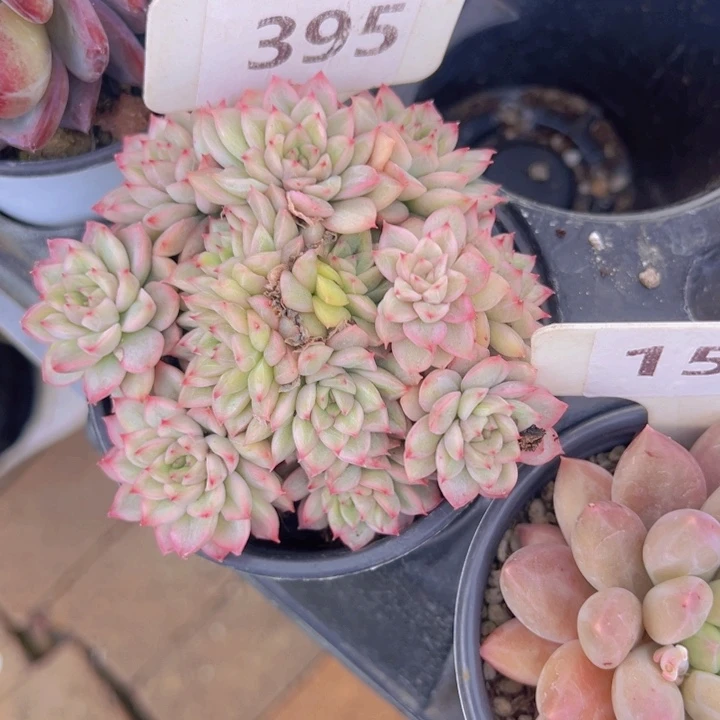 健健康康平平安安