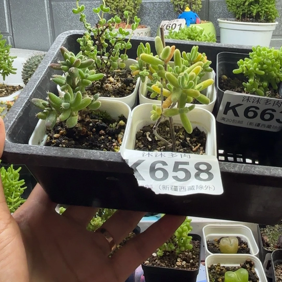 658新新手套餐福利组合