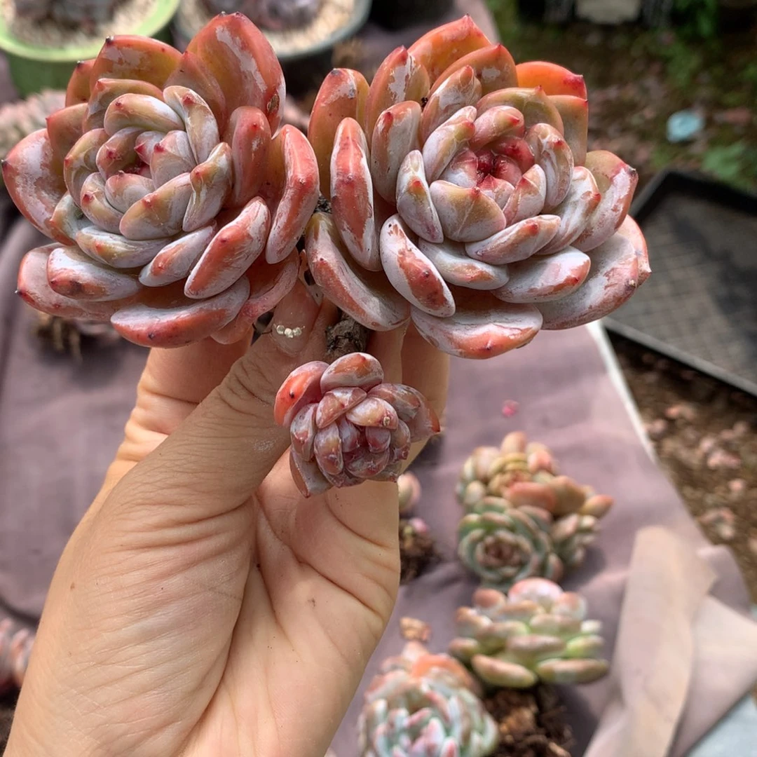 哈哈哈哈哈哈哈哈哈哈