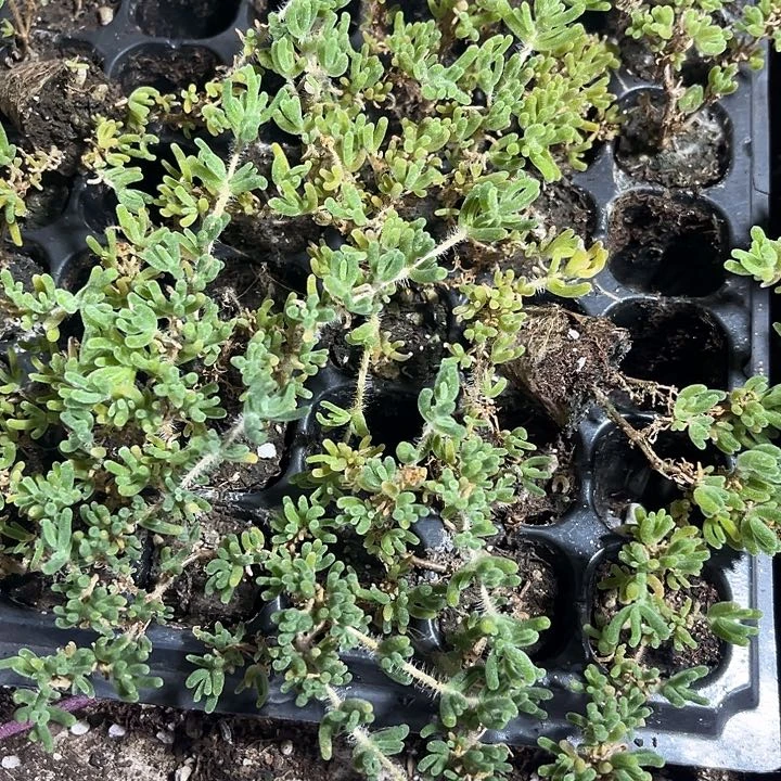 2元3颗小枝干翻杏带土发