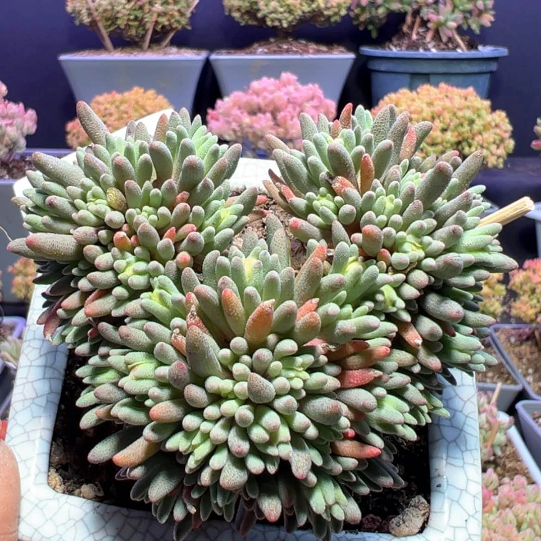 【闪购商品】d731晶珊瑚